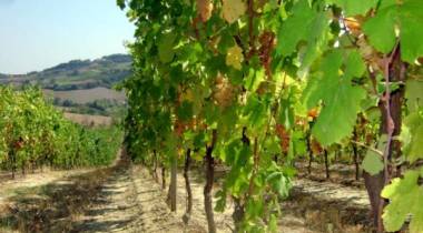 falanghina 